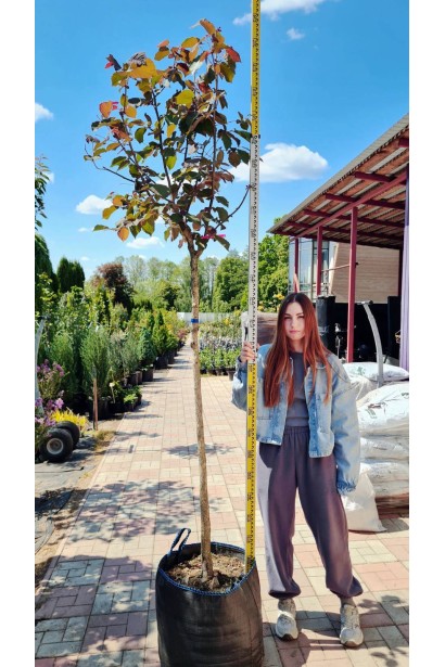 Фундук Варшавський Червоний - ком60кг/вис.250-350см/Øкрони 80-100см/ШТАМБ 150-190см/обхват 10-14см